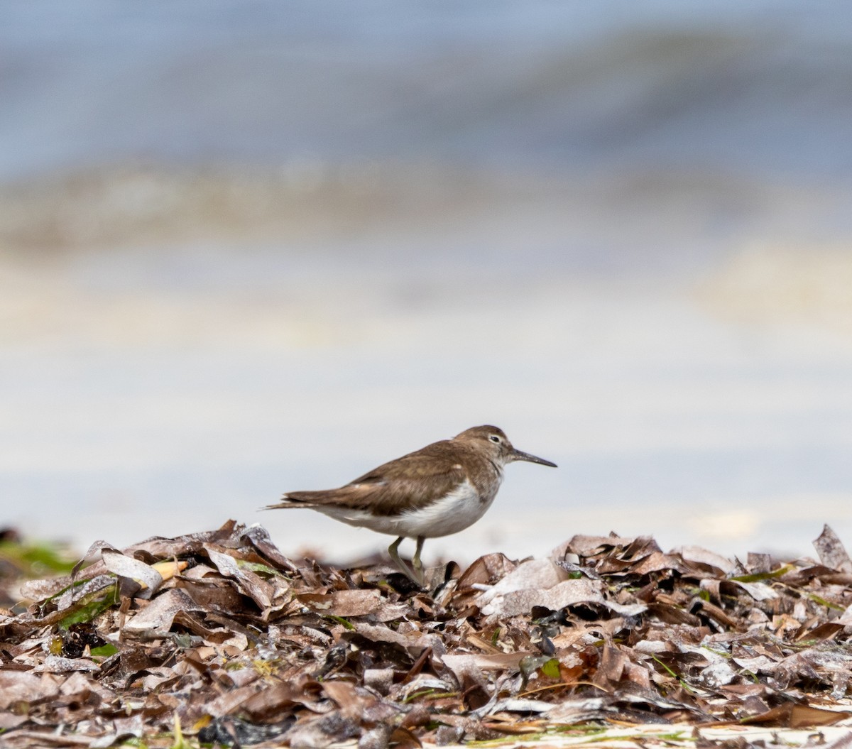 strandsnipe - ML642443824
