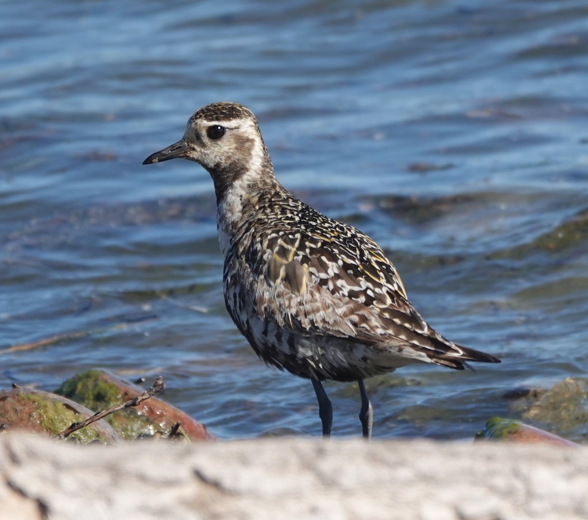 American Golden-Plover - ML642443858