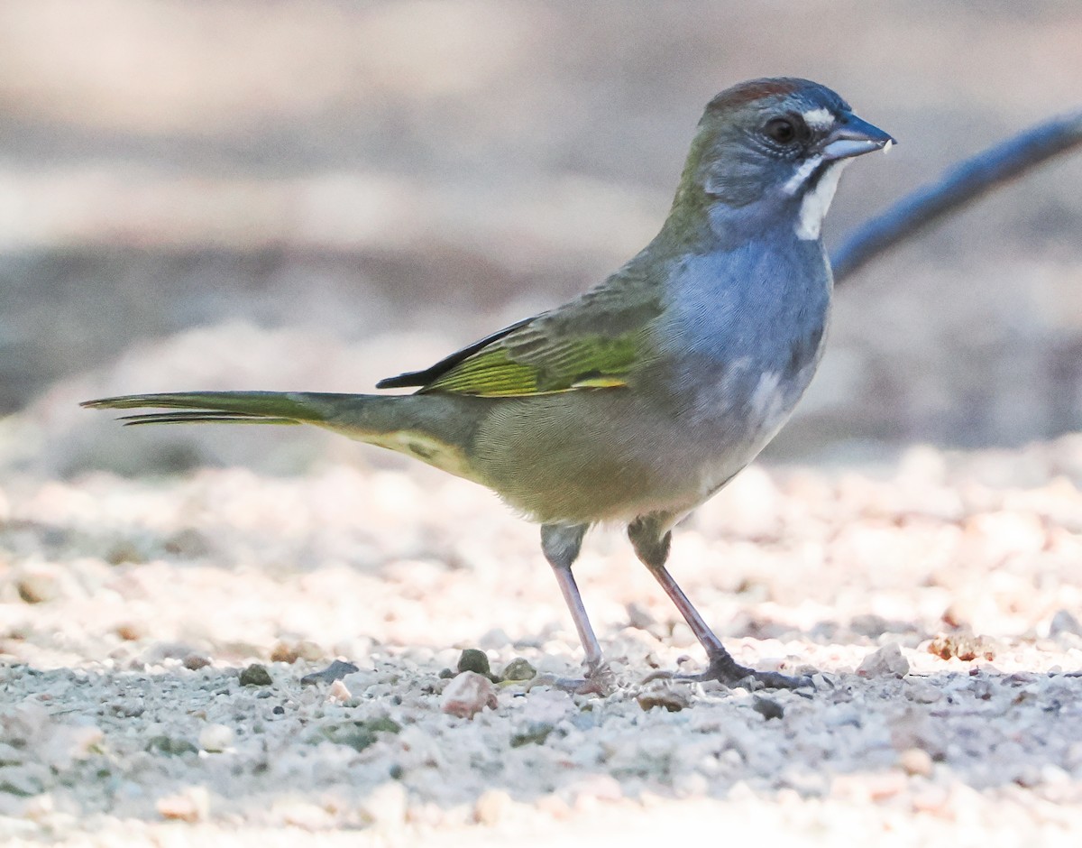 Green-tailed Towhee - ML642443860