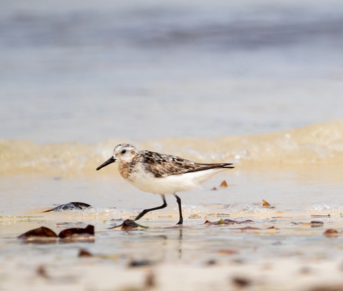 Sanderling - ML642443862