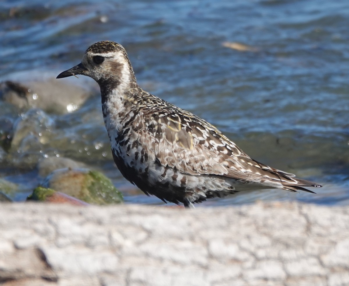 American Golden-Plover - ML642443869