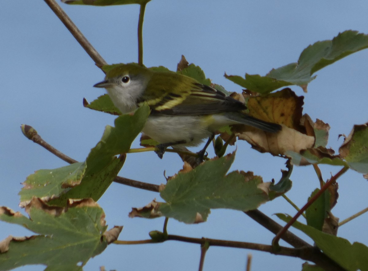 Chestnut-sided Warbler - ML642443880