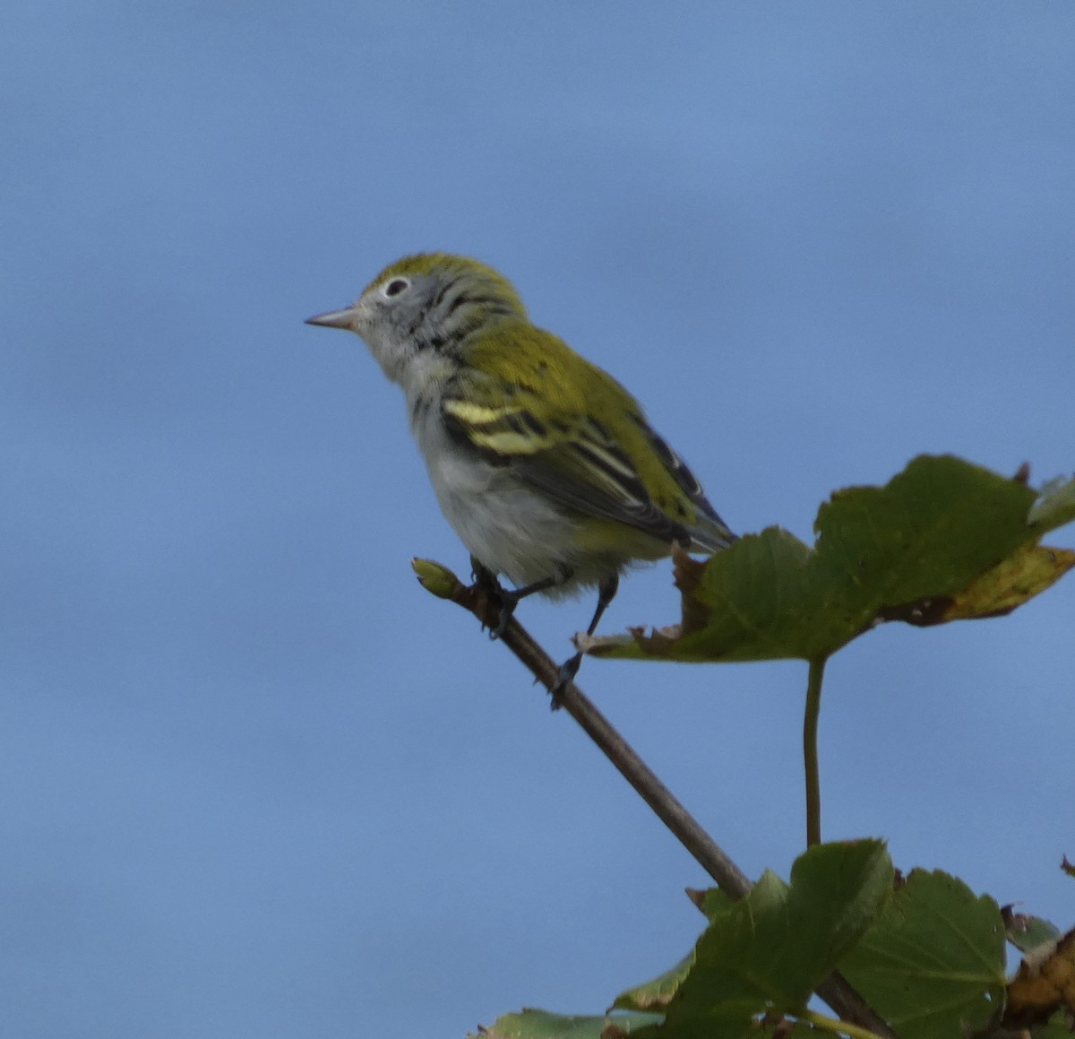 Chestnut-sided Warbler - ML642443881