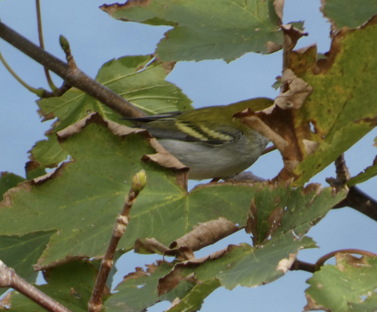 Chestnut-sided Warbler - ML642443882