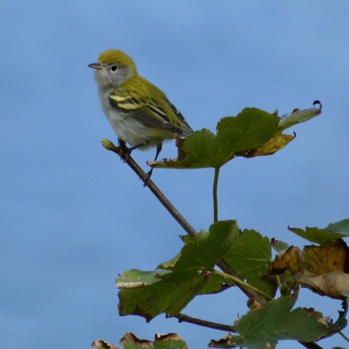 Chestnut-sided Warbler - ML642443883
