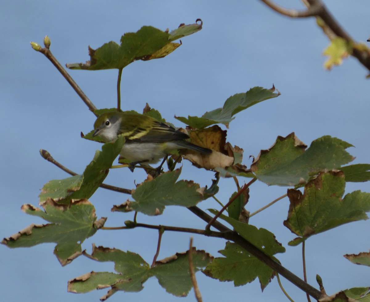 Chestnut-sided Warbler - ML642443884