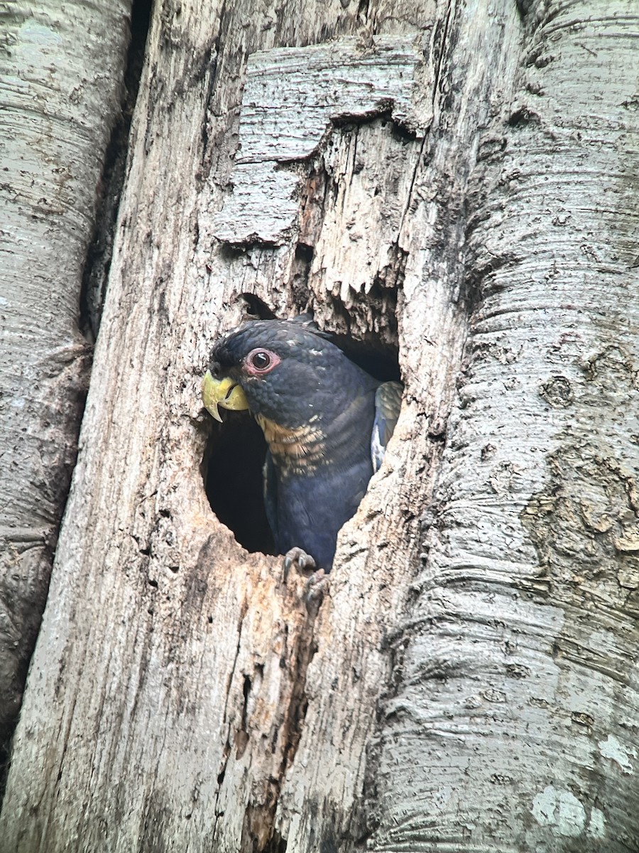 Bronze-winged Parrot - ML642443888