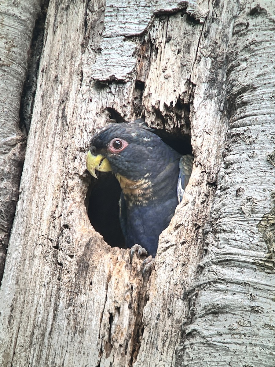 Bronze-winged Parrot - ML642443889