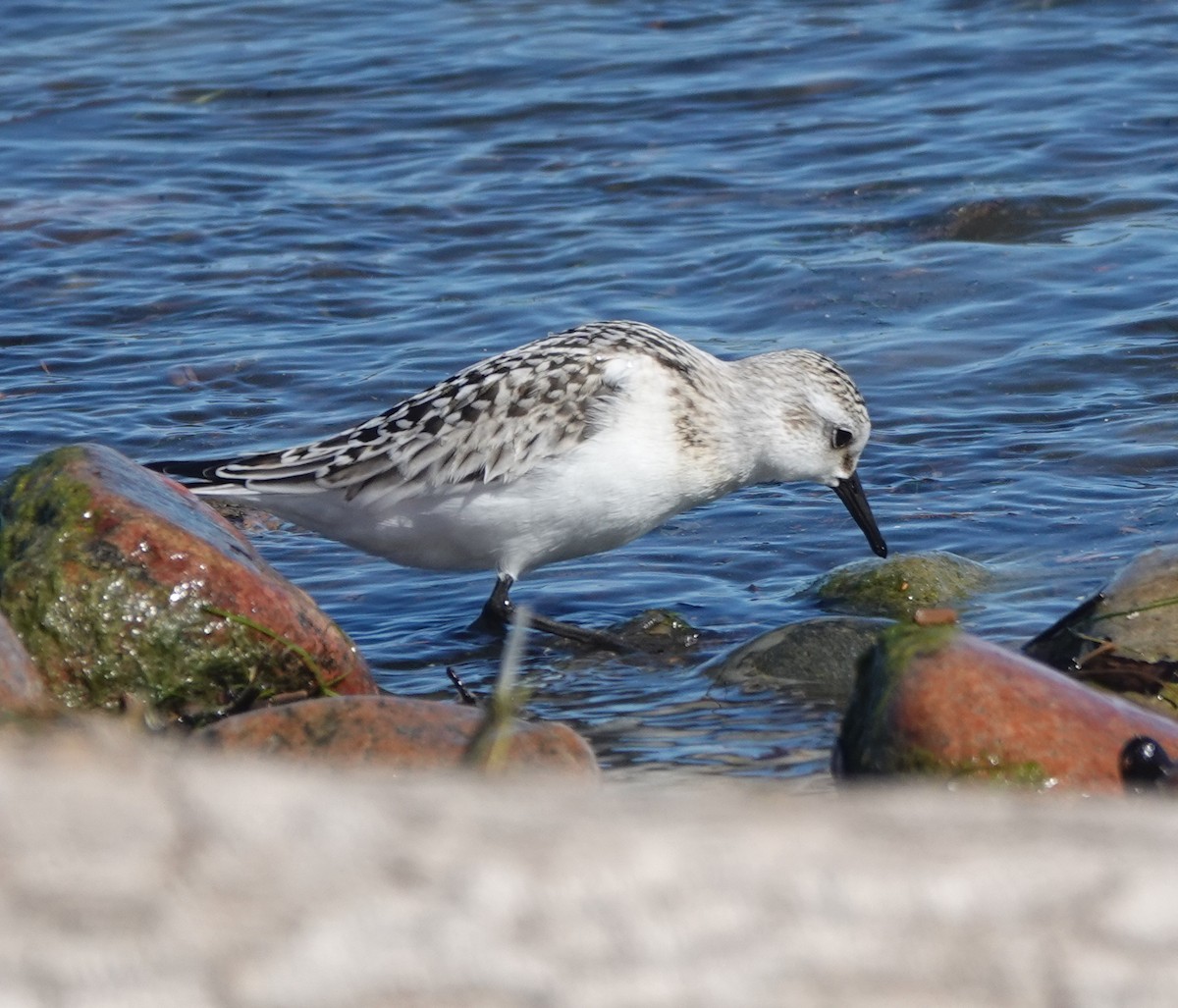Sanderling - ML642443900