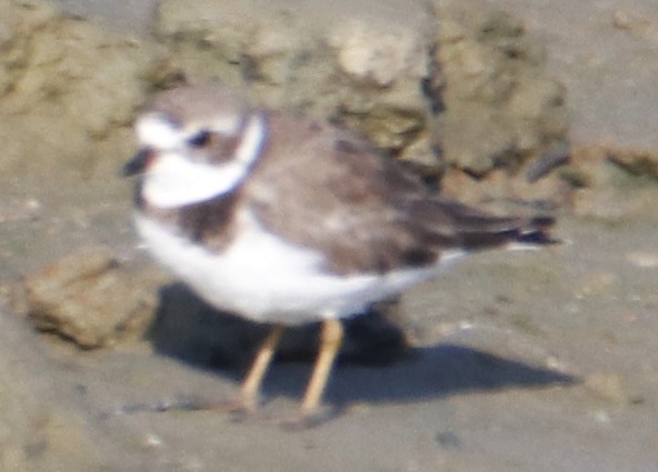 Semipalmated Plover - ML642444022