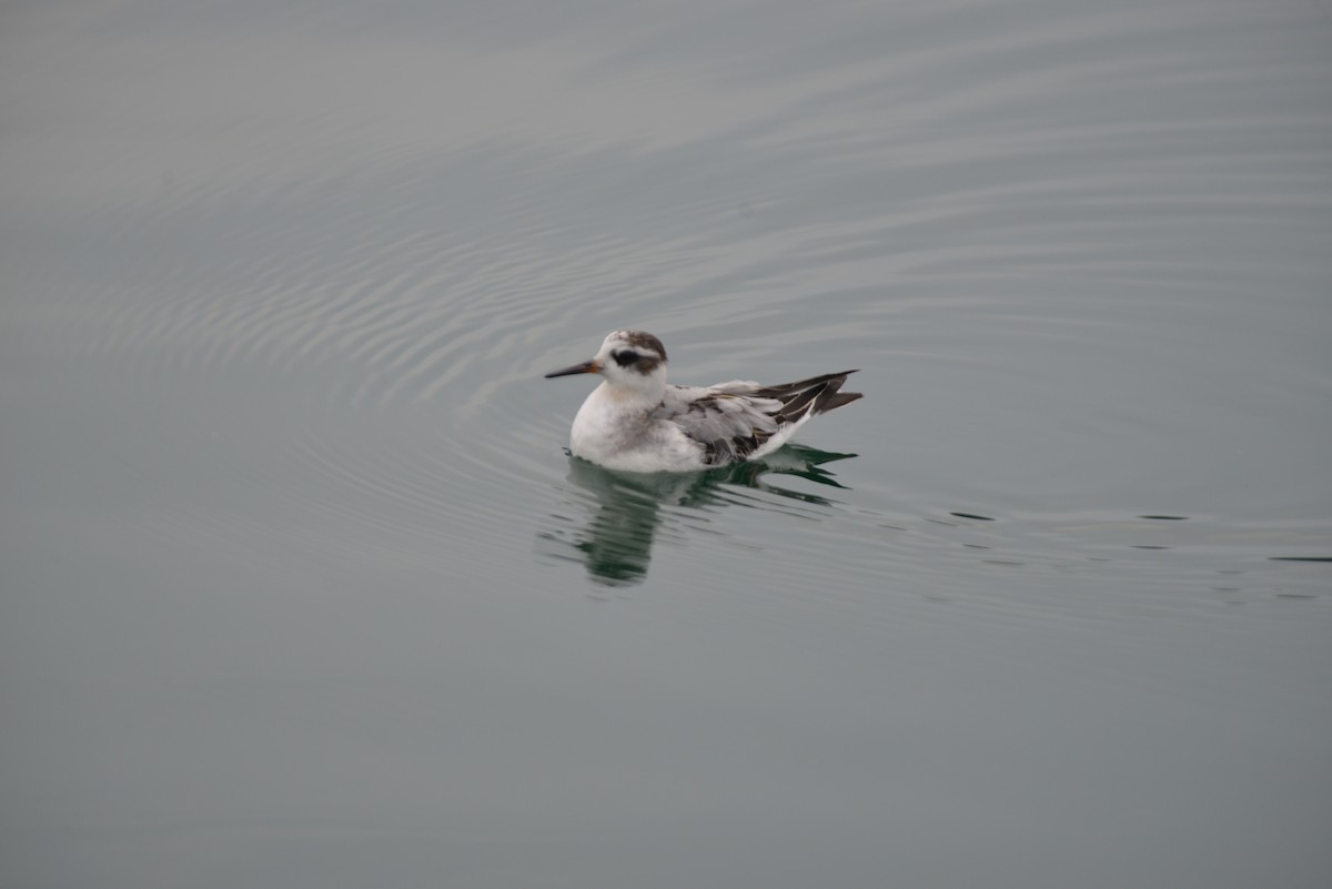 Red Phalarope - ML642444036