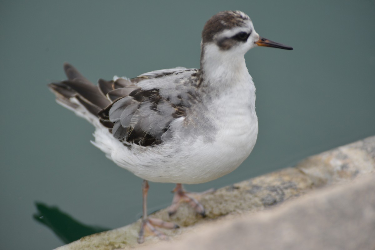Red Phalarope - ML642444037