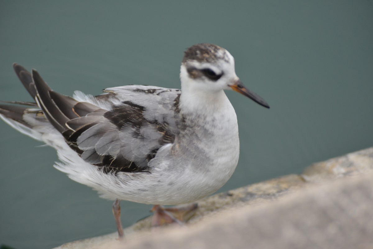 Red Phalarope - ML642444038