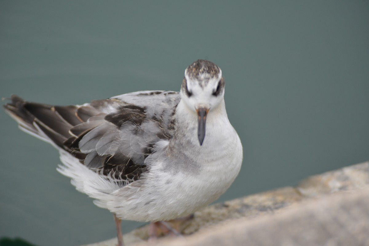 Red Phalarope - ML642444039