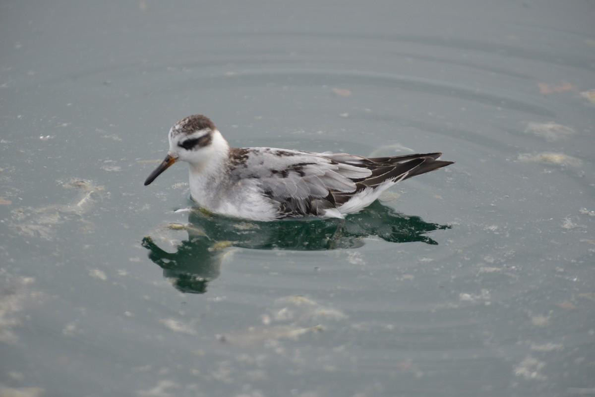Red Phalarope - ML642444041