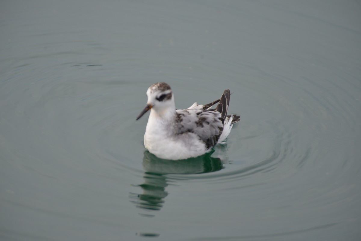 Red Phalarope - ML642444042