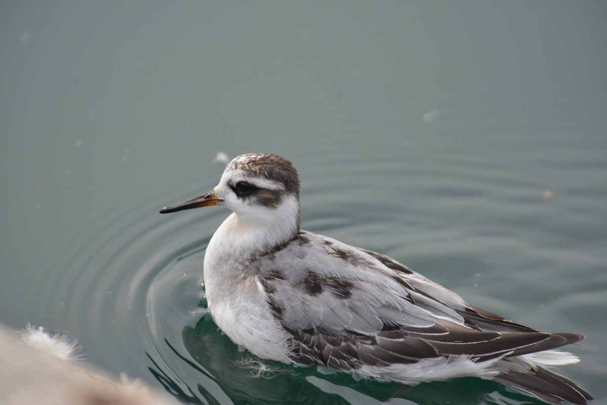 Red Phalarope - ML642444043