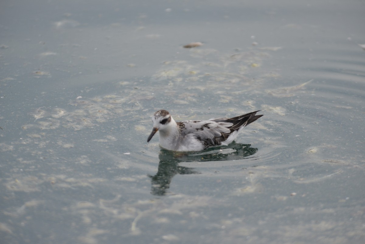 Red Phalarope - ML642444045