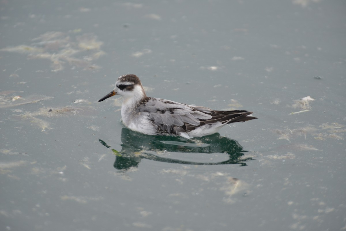 Red Phalarope - ML642444046