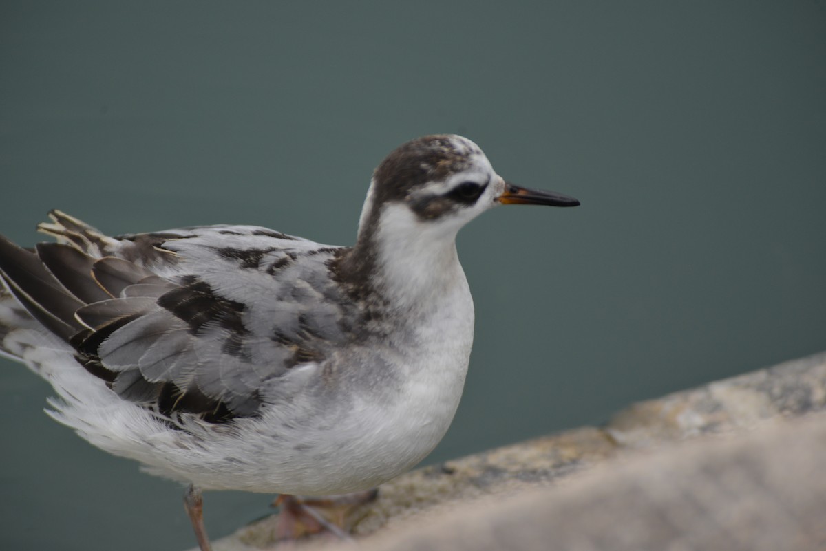 Red Phalarope - ML642444047