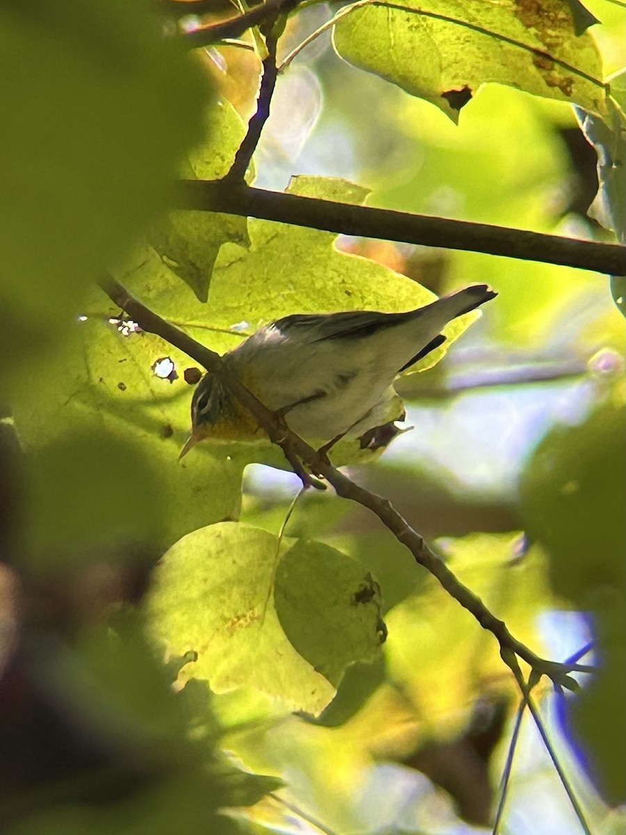 Parula Norteña - ML642444048
