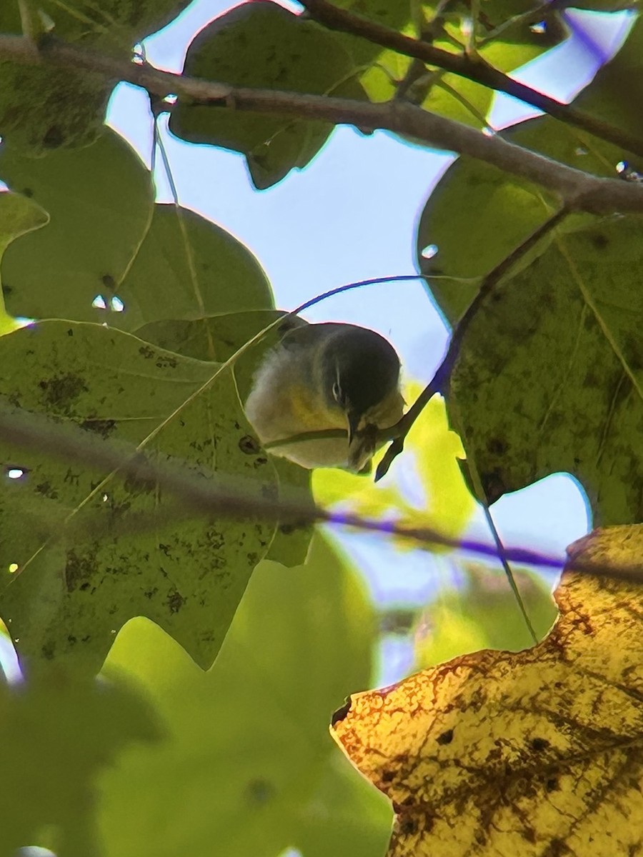 Parula Norteña - ML642444049