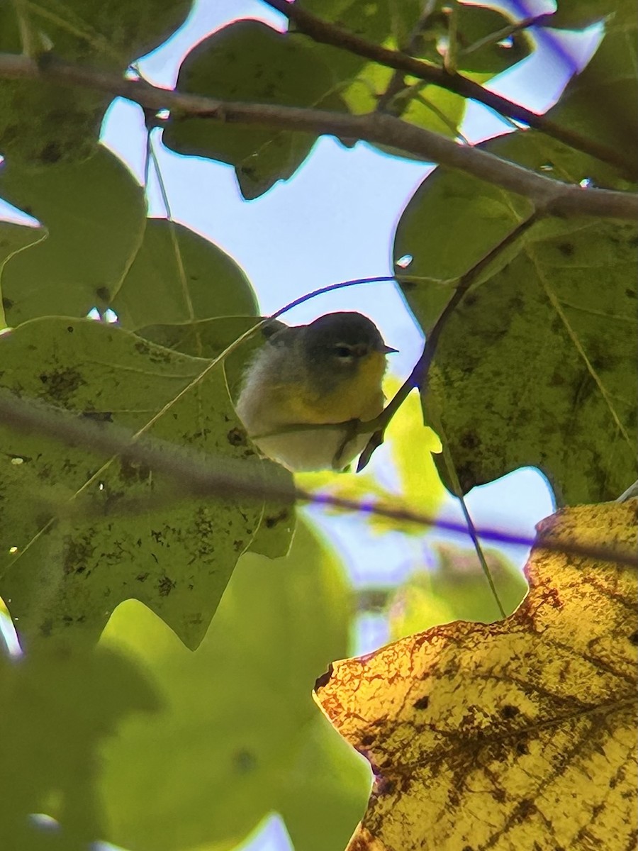 Parula Norteña - ML642444050