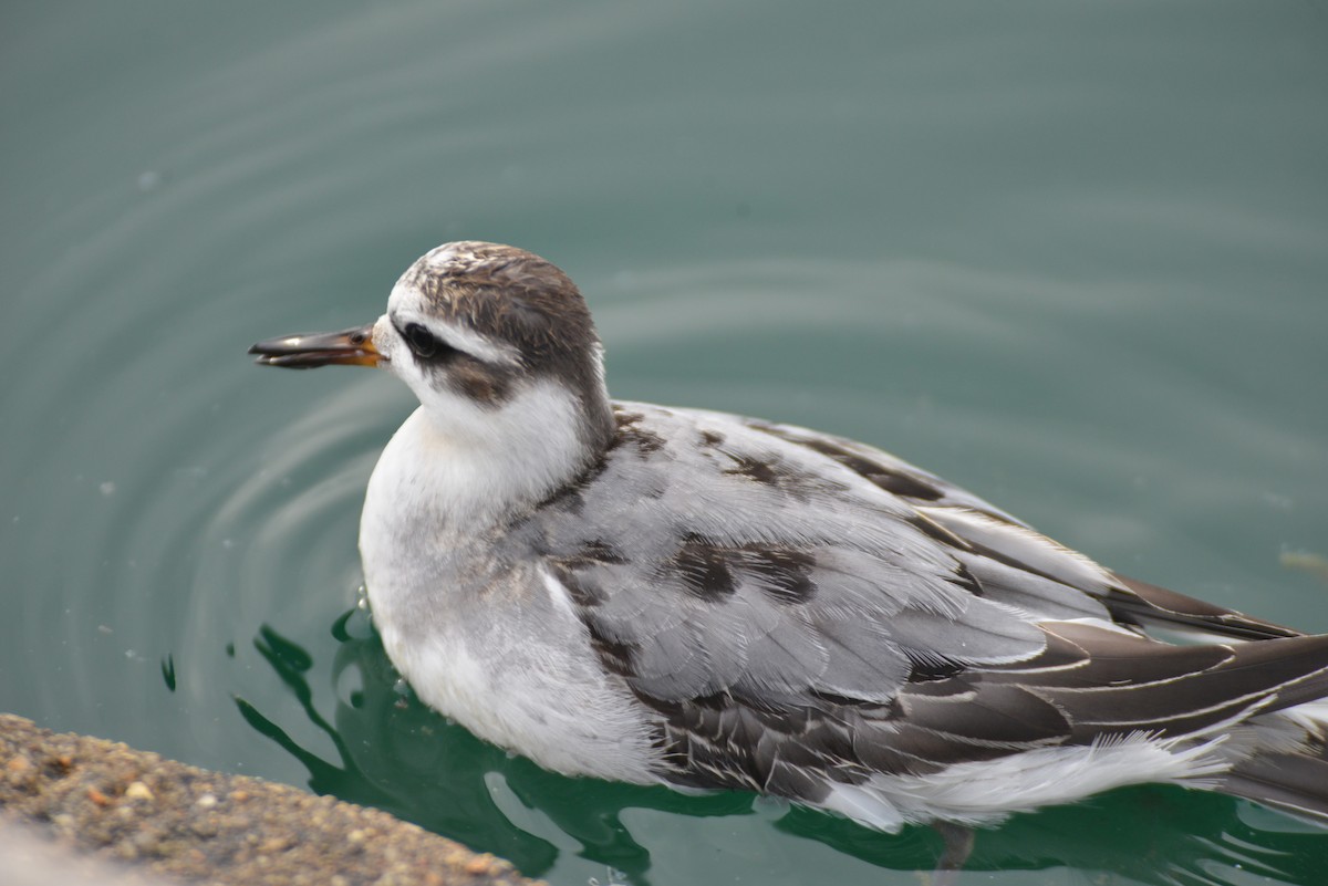 Red Phalarope - ML642444051