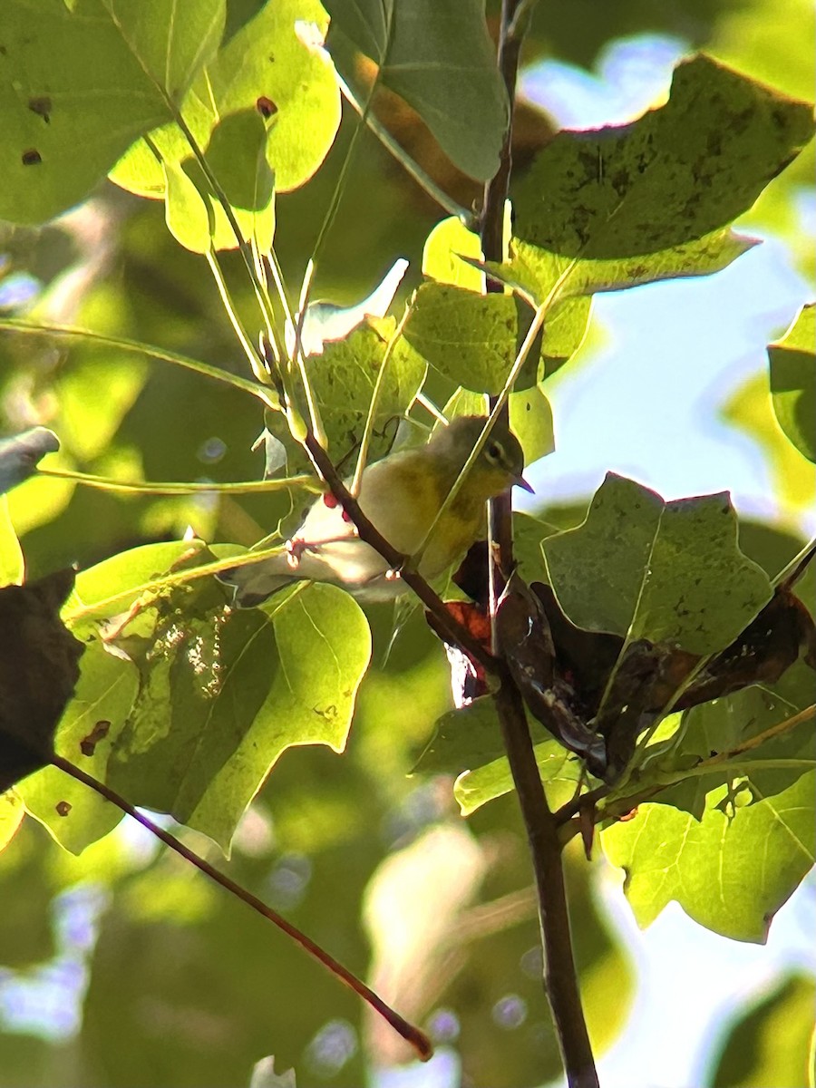 Parula Norteña - ML642444052