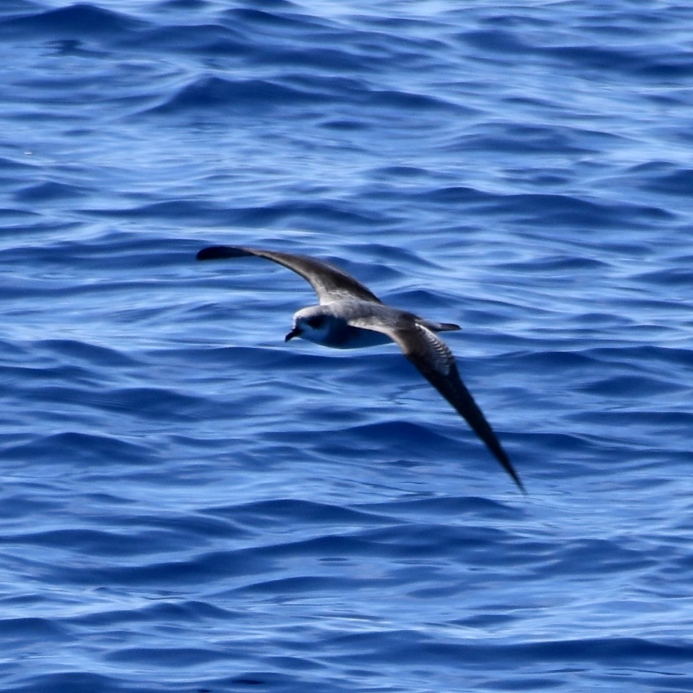 Petrel Alinegro - ML642444056