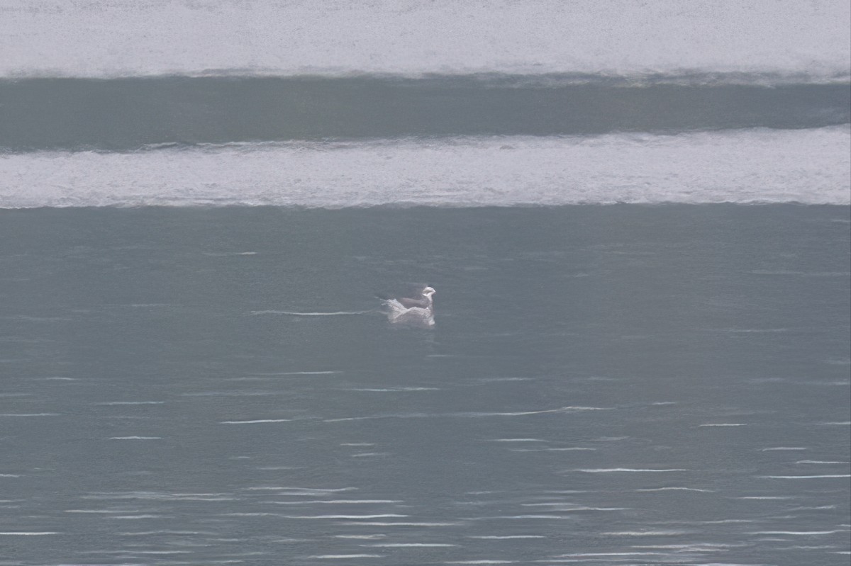Mouette de Sabine - ML642444061
