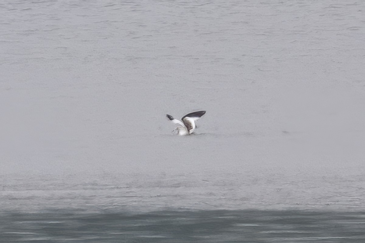 Mouette de Sabine - ML642444065