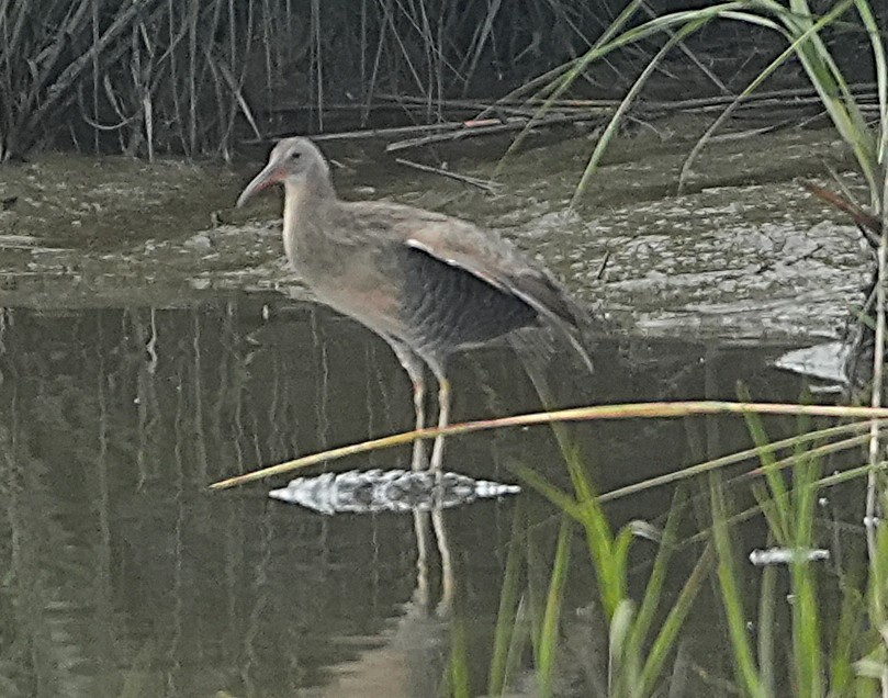 Clapper Rail - ML642444067