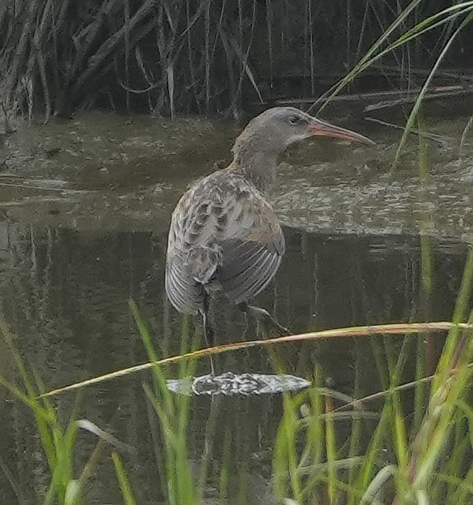 Clapper Rail - ML642444069