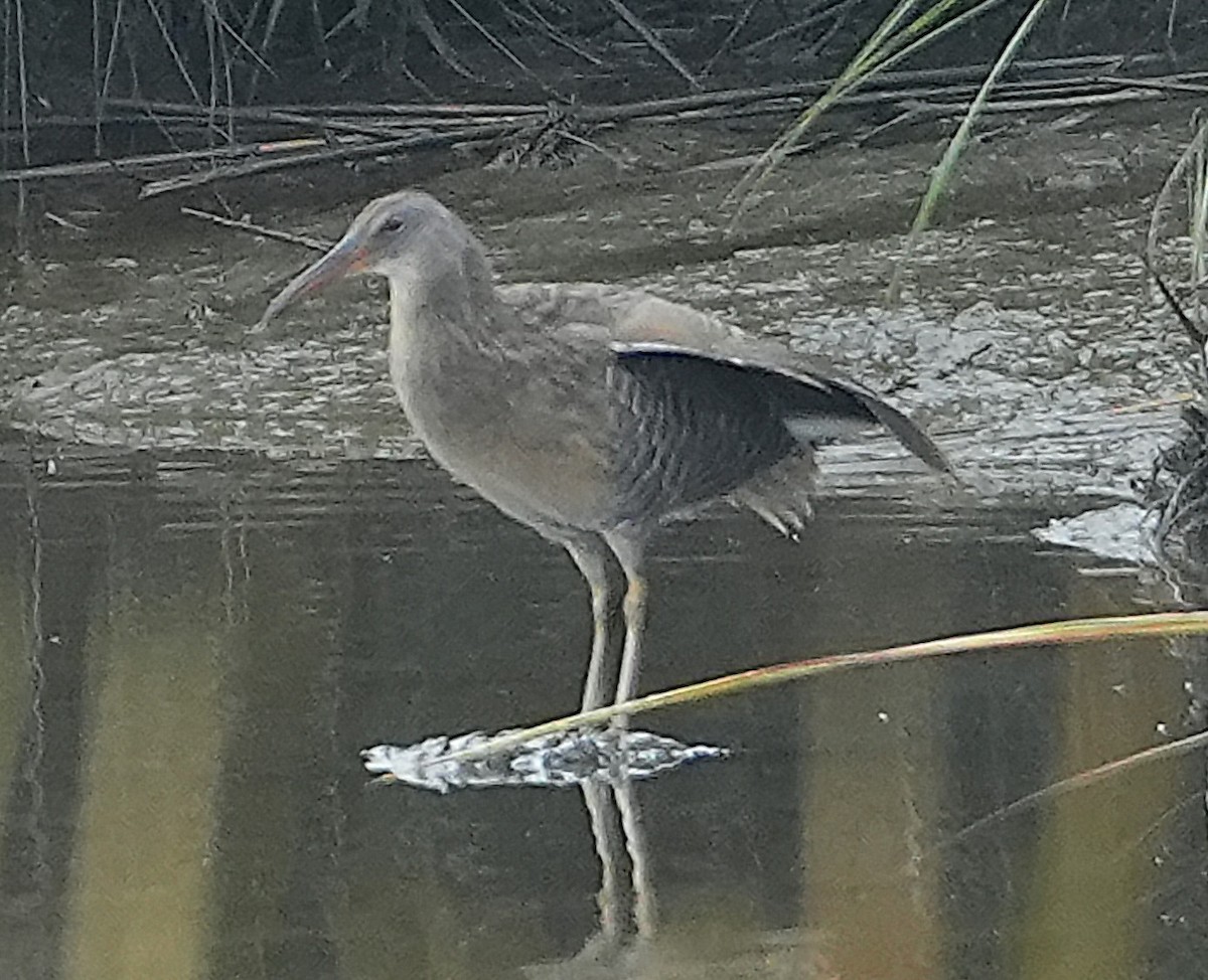 Clapper Rail - ML642444070