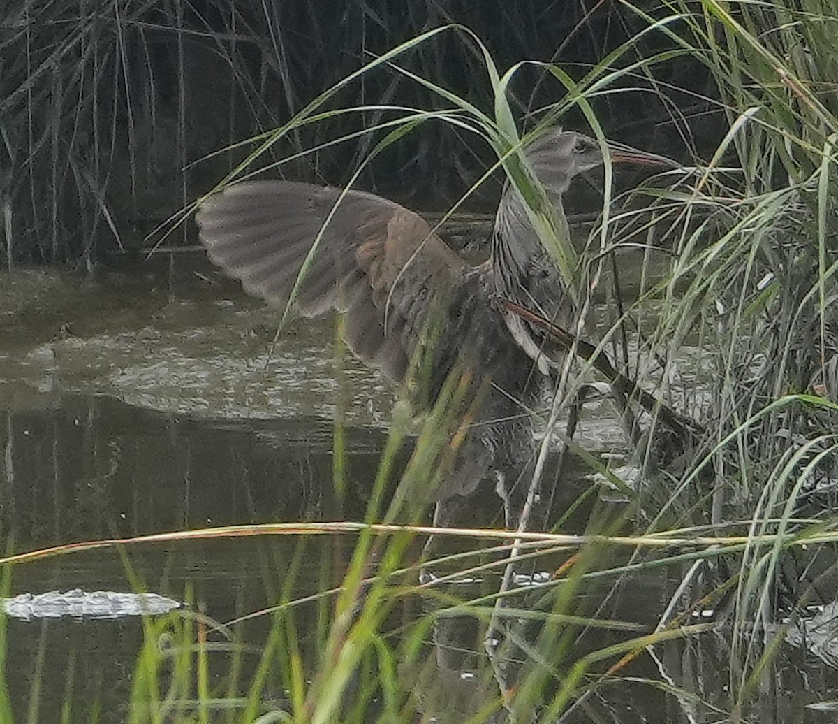 Clapper Rail - ML642444072