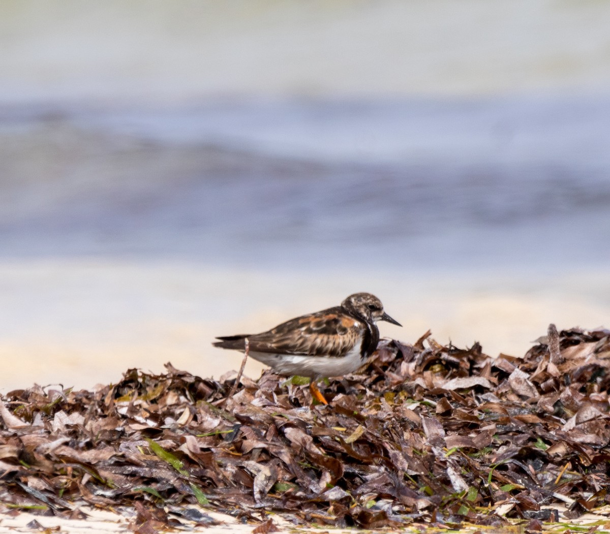 Ruddy Turnstone - ML642444074