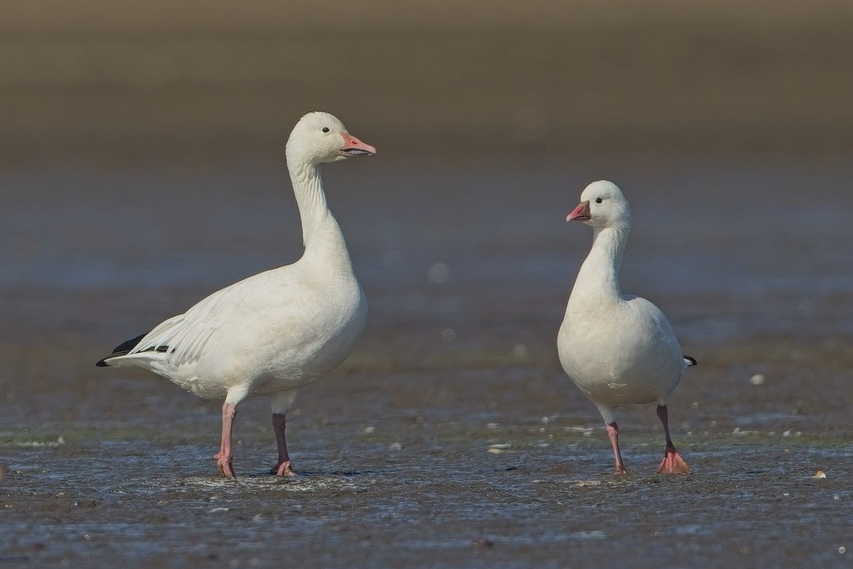Snow Goose - ML642444099