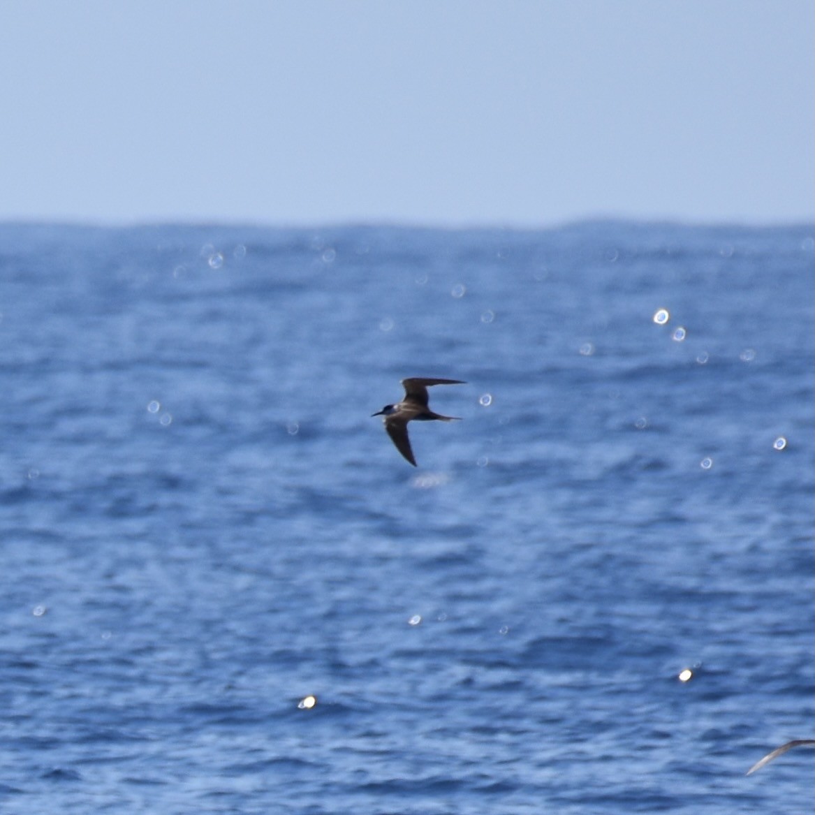 Sooty Tern - ML642444100