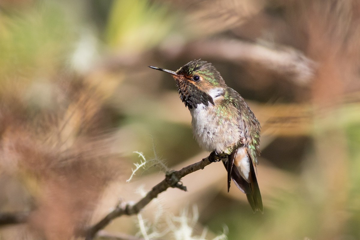 Volcano Hummingbird - ML642444122