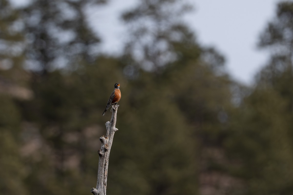 Wanderdrossel - ML642444168