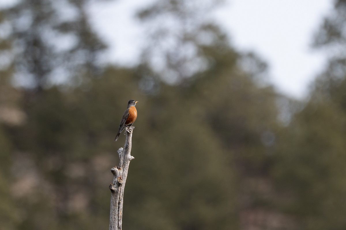 Wanderdrossel - ML642444169