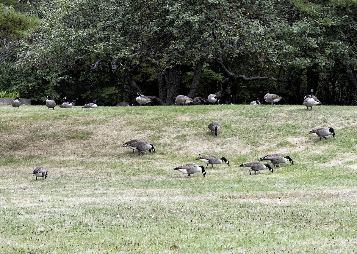 Canada Goose - ML642444173