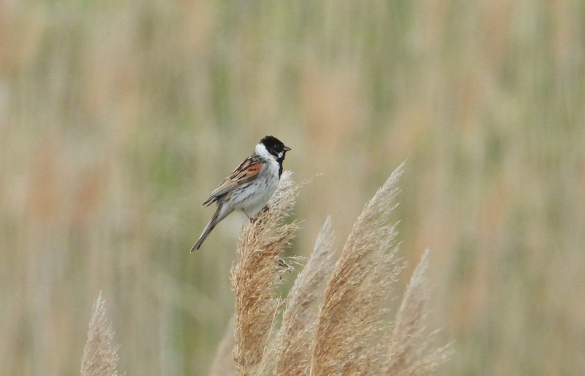 Reed Bunting - ML642444177