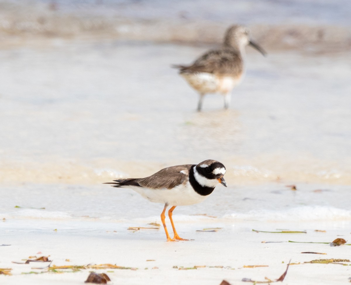 Common Ringed Plover - ML642444181