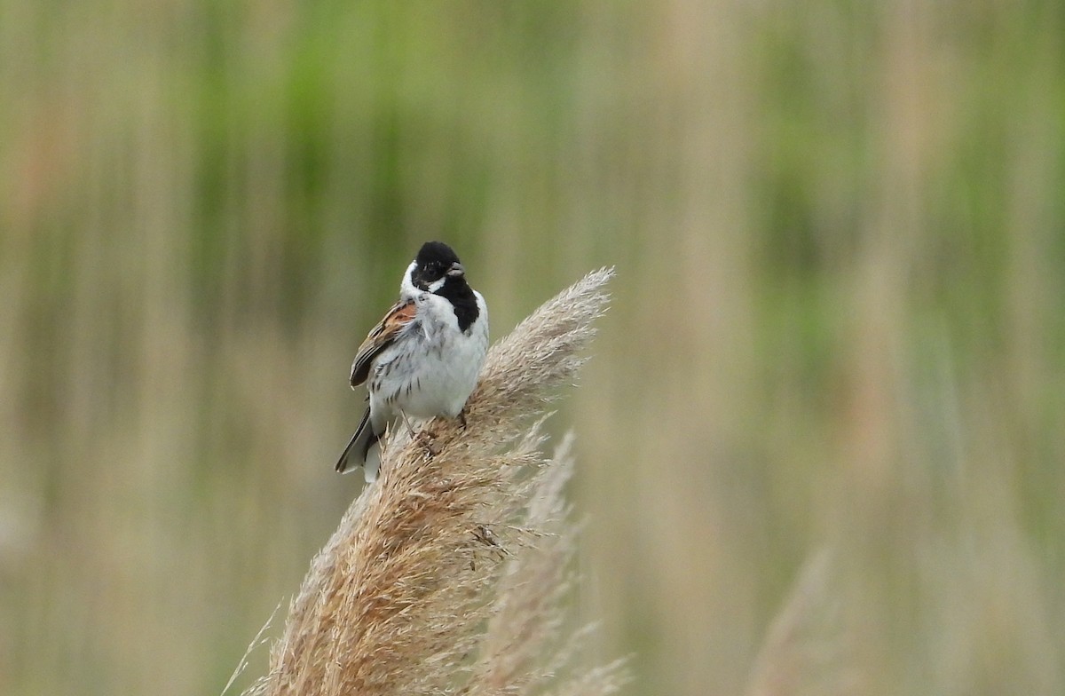 Reed Bunting - ML642444183