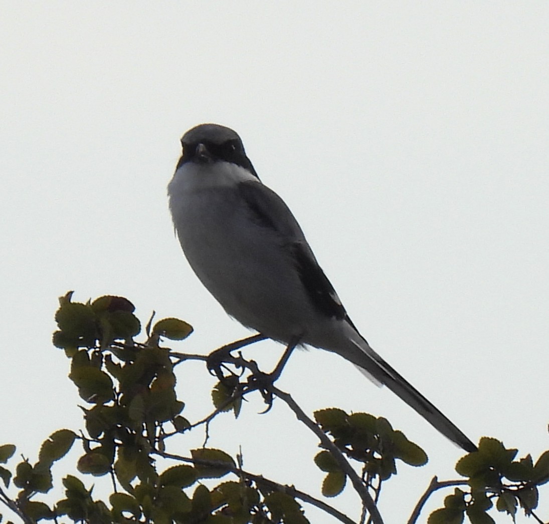 Loggerhead Shrike - ML642444222