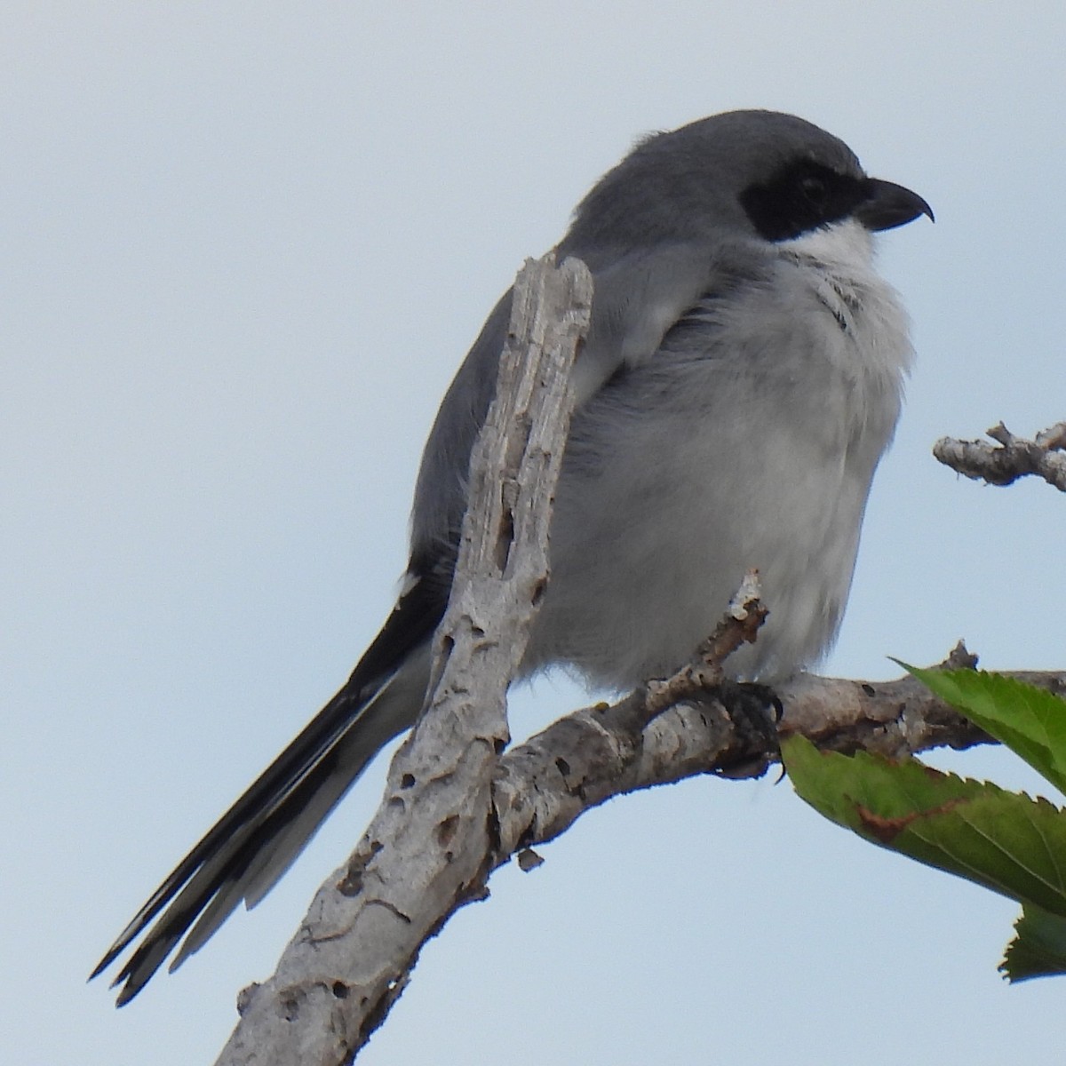 Loggerhead Shrike - ML642444233