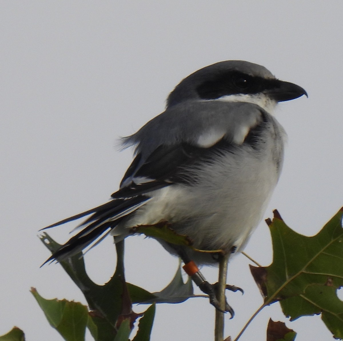 Loggerhead Shrike - ML642444236