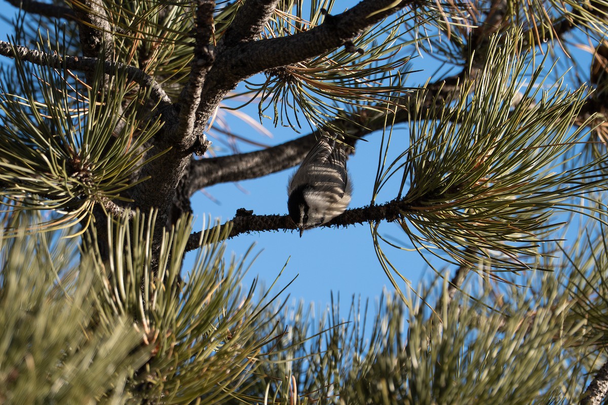 Горная гаичка - ML642444243